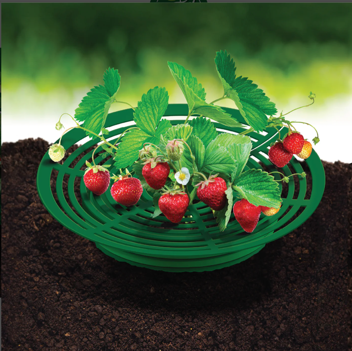 What’s the best way to grow strawberries?
